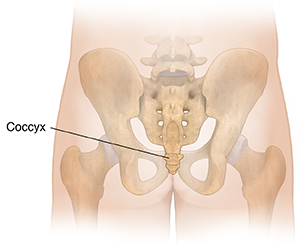 Back view of male buttocks with pelvic bones ghosted in, showing coccyx.