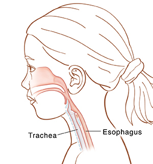 Side view of girl's head and neck showing trachea and esophagus.