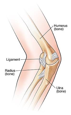 Back view of elbow joint showing bones and ligaments.