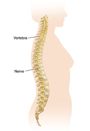Side view of woman's body showing spine.