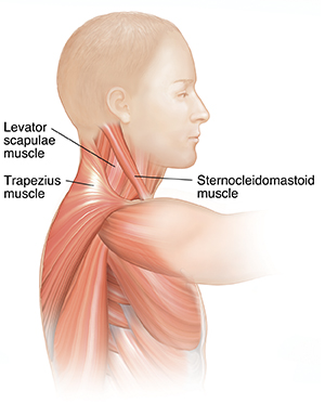 Side view of man showing neck muscles.