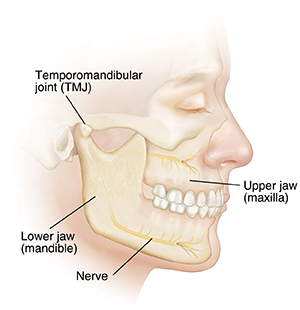 Side view of face showing jawbones and temporomandibular joint.
