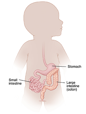 Outline of infant showing digestive tract.