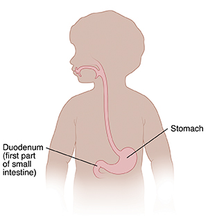 Outline of boy showing upper digestive system.