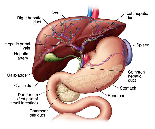 Anatomy of the liver and biliary system, including the stomach, pancreas, gallbladder, biliary tree, and blood supply.