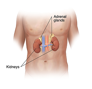 Front view of man's abdomen showing kidneys and adrenal glands.