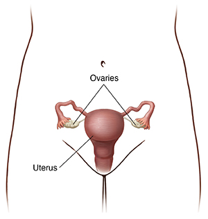 Front view of woman's pelvis showing uterus and ovaries.