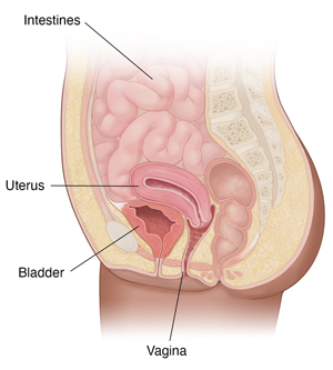 Side view of woman's pelvic area showing uterus, bladder, intestines, and vagina.