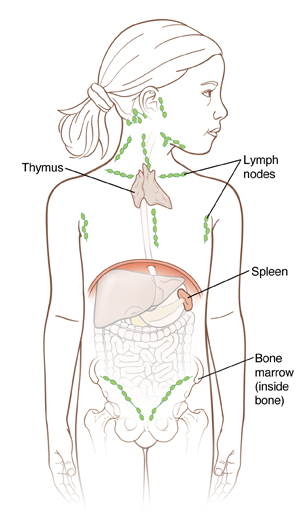 Outline of girl showing organs inside abdomen, outline of hip bone, thymus gland, and lymph nodes.