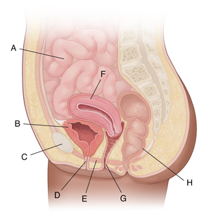 Cross section of female pelvis from the side showing pelvic organs.