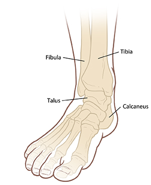 Front view of foot and ankle bones.