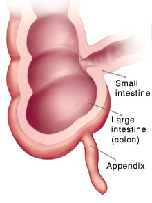 Cross section of intestine where small intestine and large intestine meet.